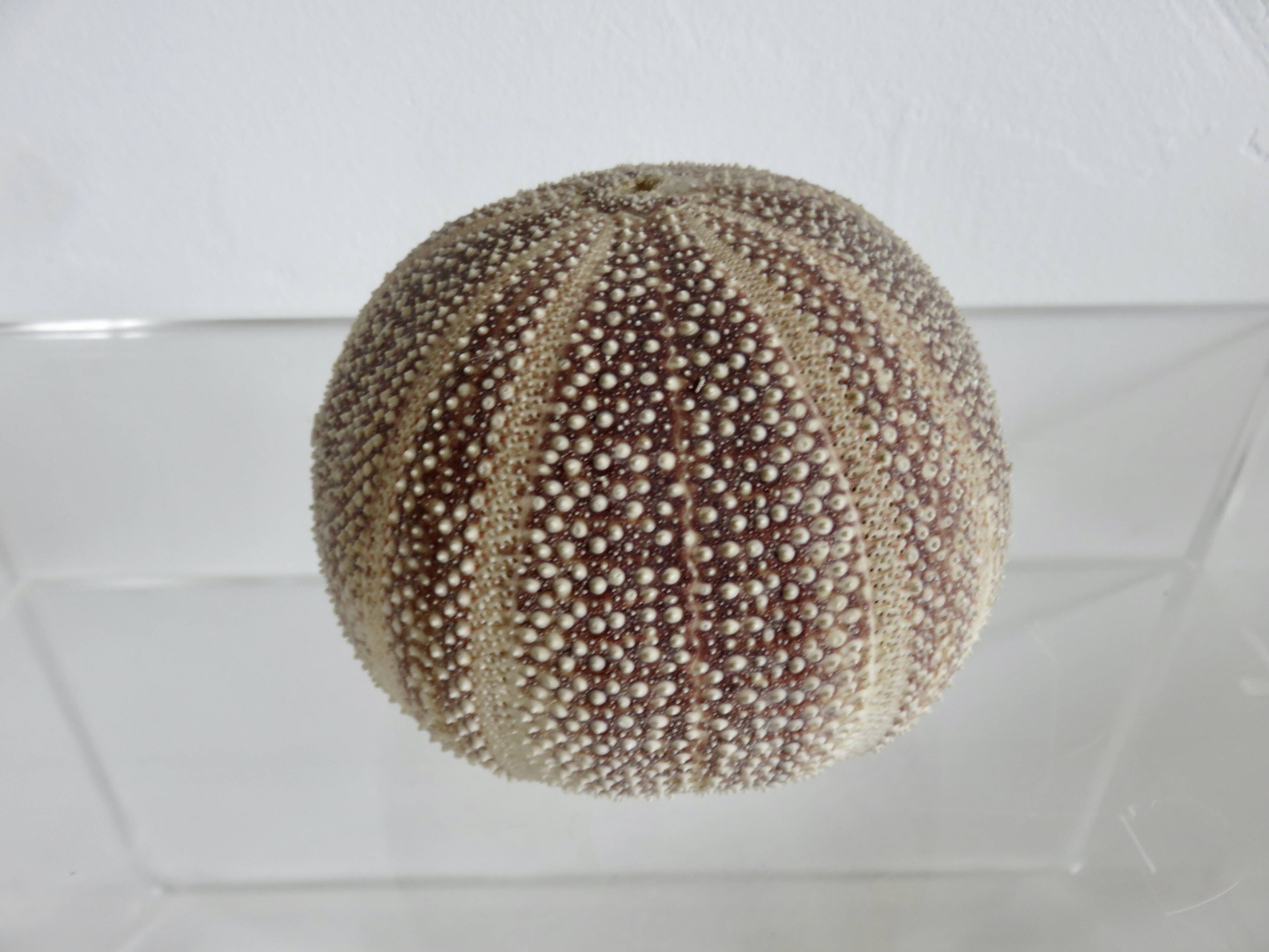 Oursin fleur, océan Indien, objet de décoration, cabinet de curiosités