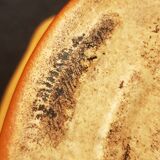 Terrine Durofeu