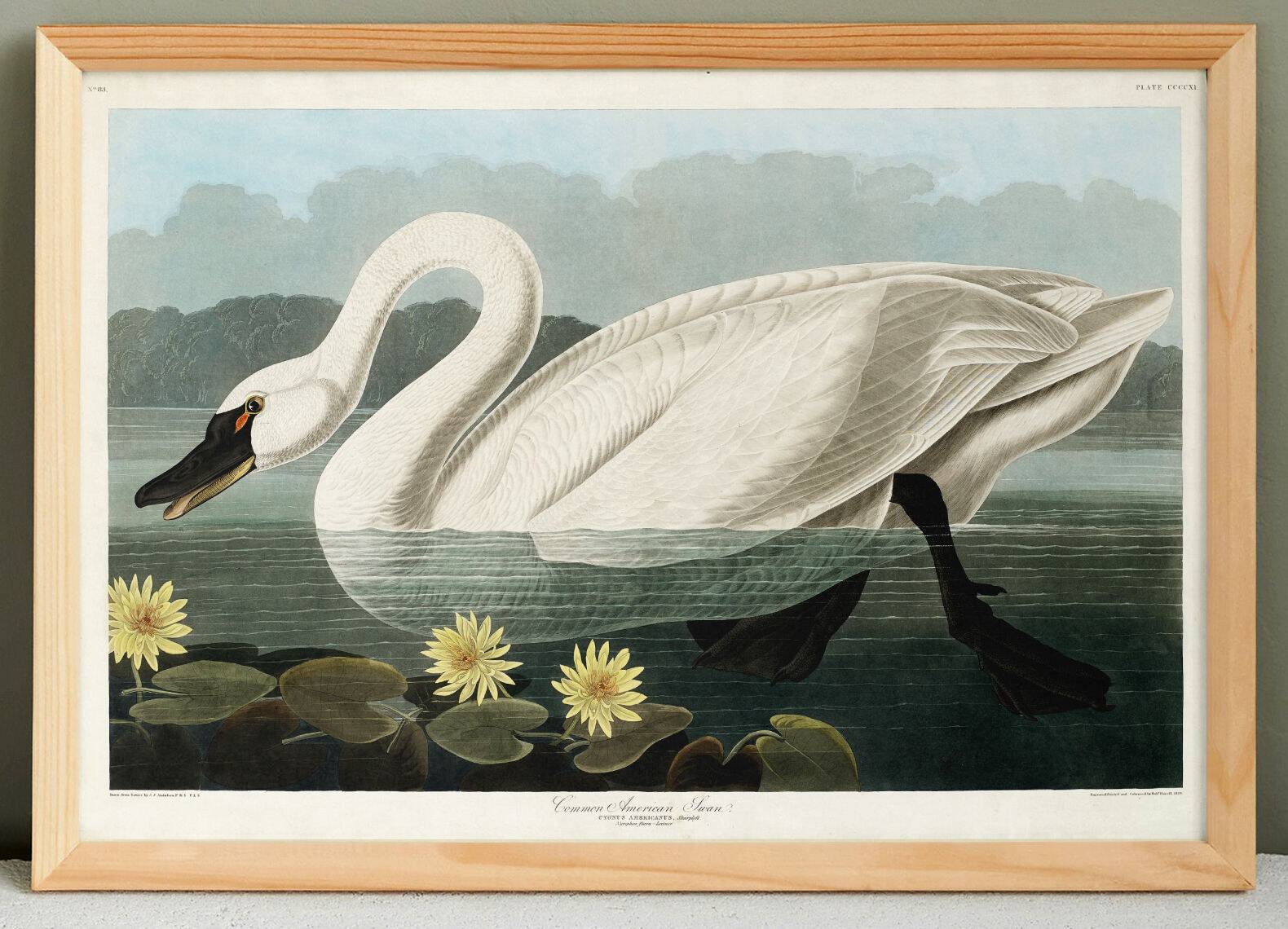 Poster about the trumpeter swan, based on an old engraving from 1827.