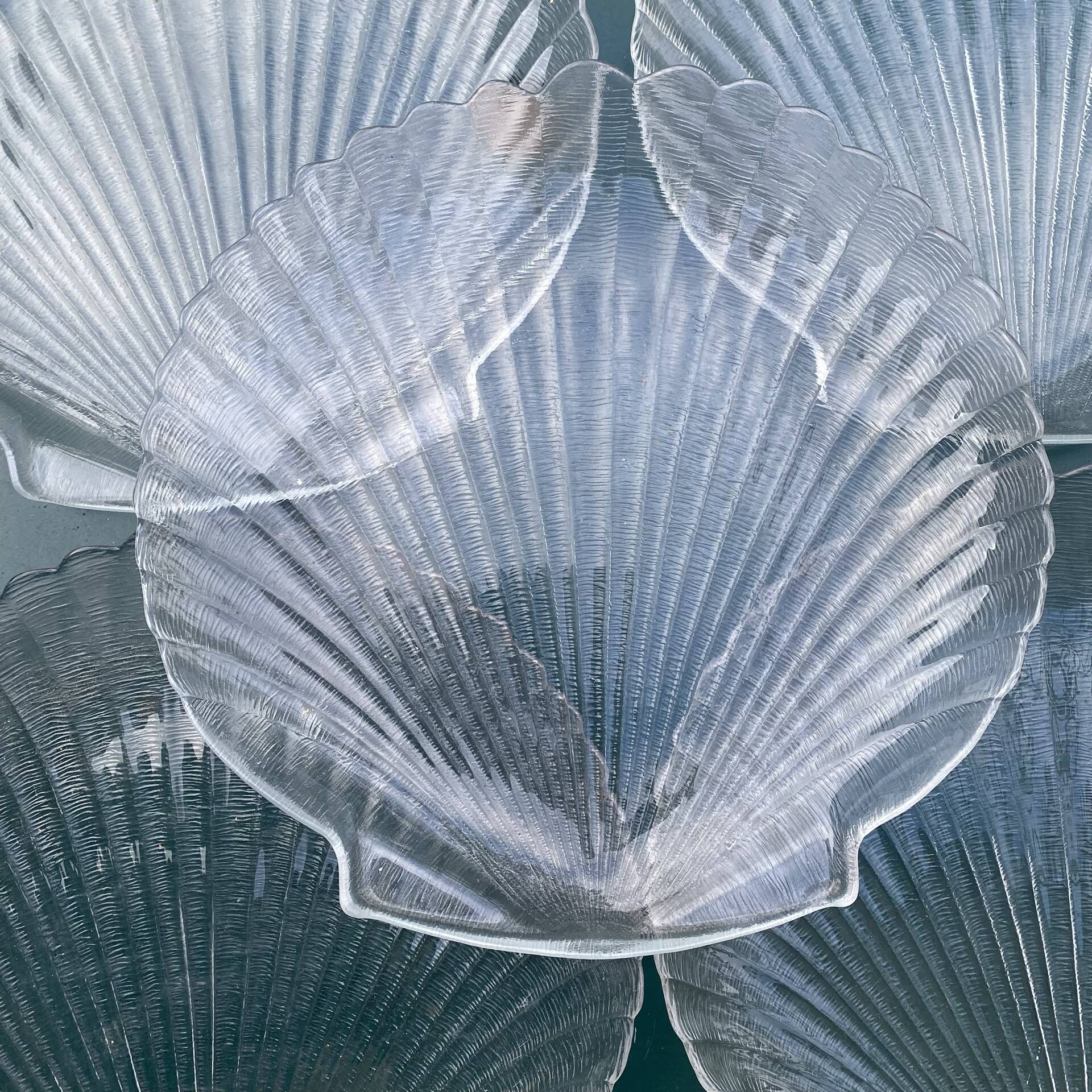 Grandes assiettes plates coquillage , Saint-Jacques 