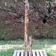 Coats rack bamboo of the early twentieth.