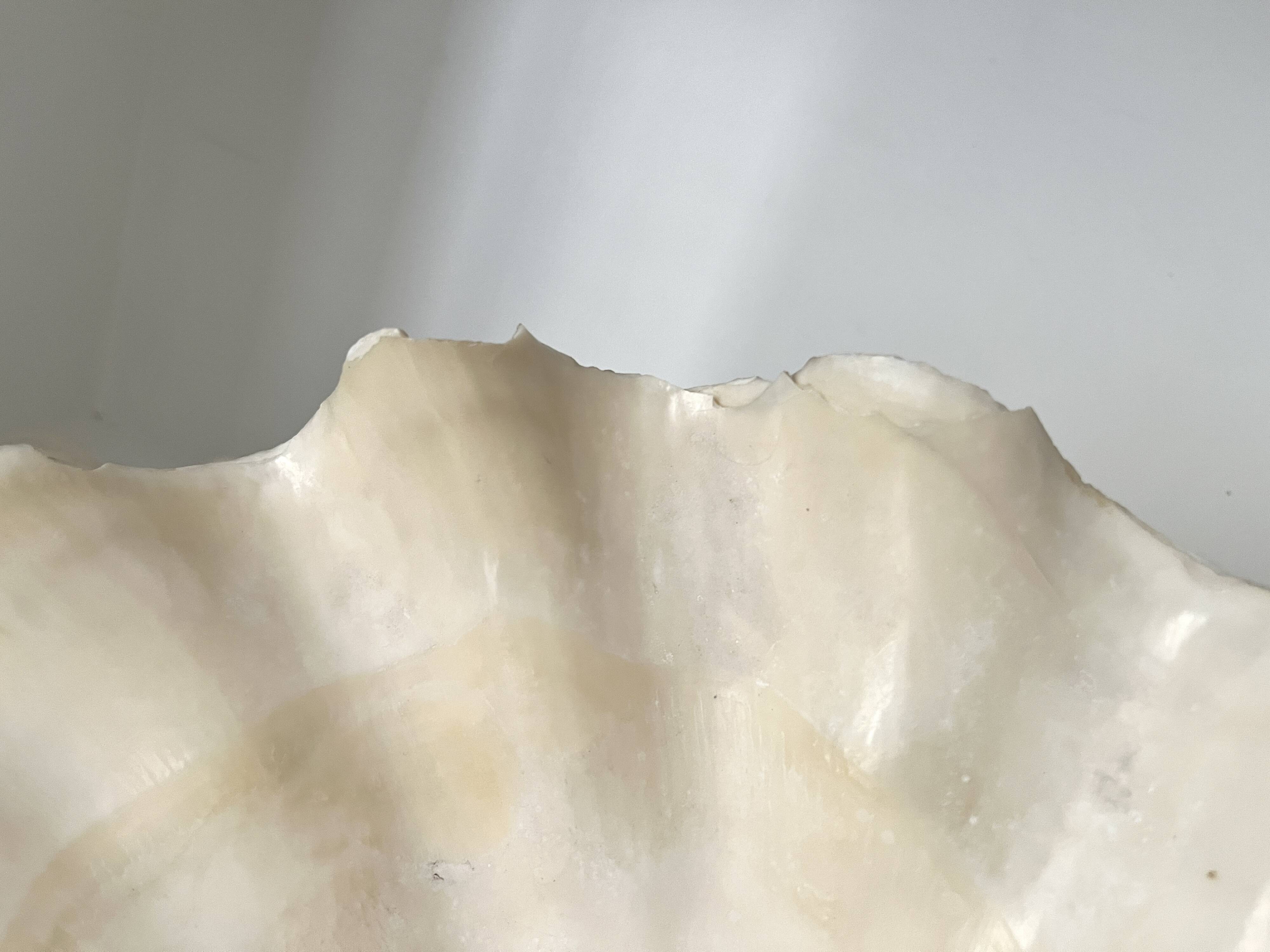 Authentic vintage giant bivalve shell, tridacna gigas shell.
