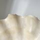 Authentic vintage giant bivalve shell, tridacna gigas shell.