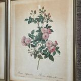 Series of 3 botanical frames from the 70s