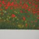 Claude Monet: Poppy Field, signed lithograph