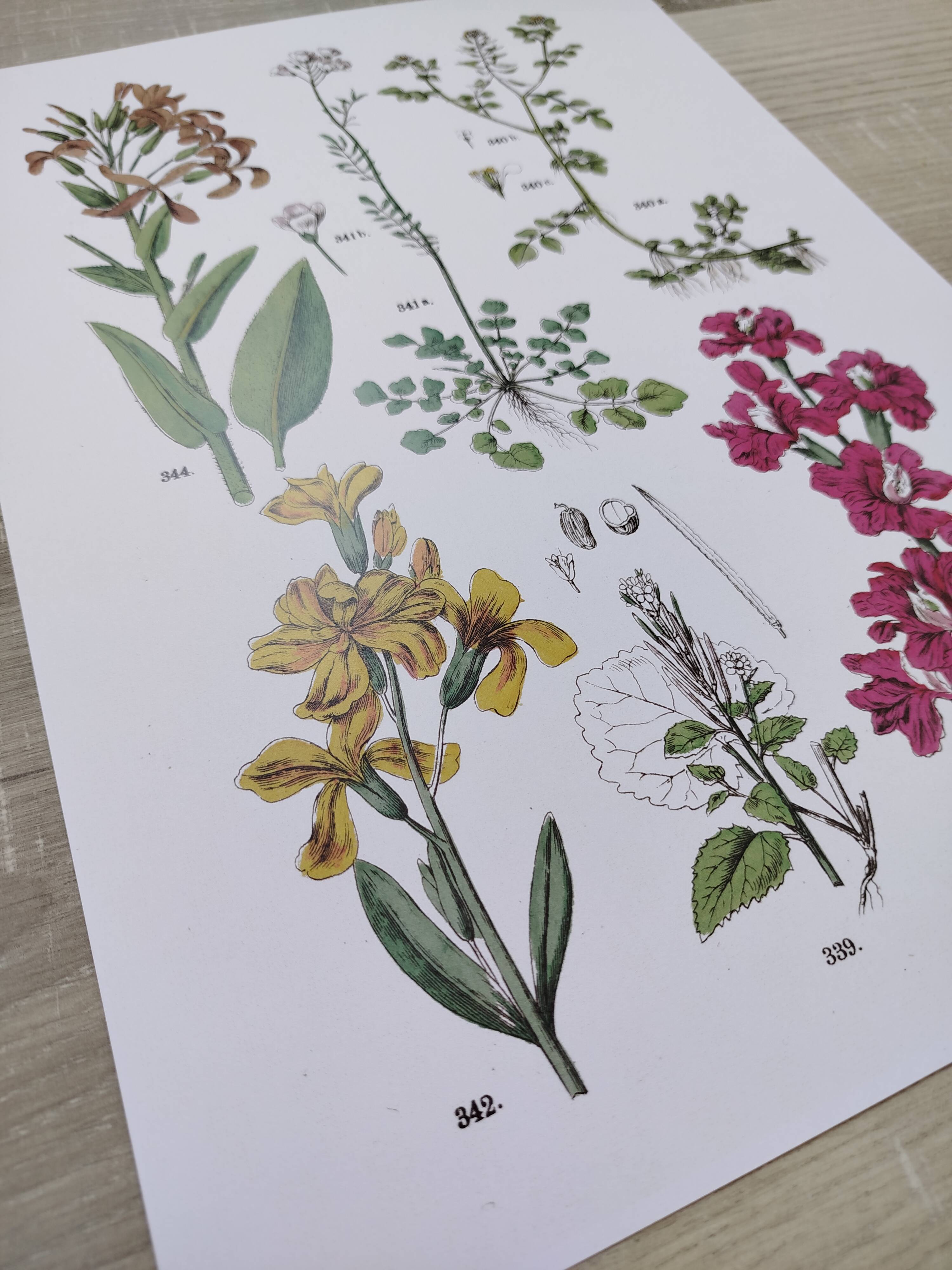 Plant poster based on an 1881 engraving "wallflower"
