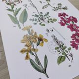 Affiche sur les plantes d'après une gravure de 1881 "giroflée"