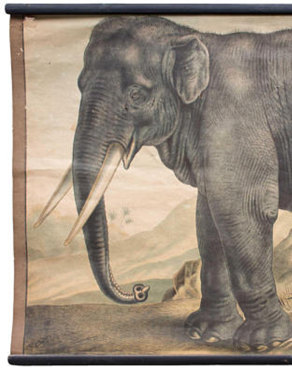 Affiche Éléphant, grille éducatif, 1891