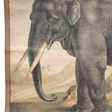 Elephant poster, educational grid, 1891