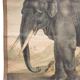 Elephant poster, educational grid, 1891