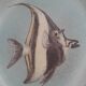 Ceramic plate