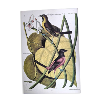 Antique bird engraving - Baltimore Bastard - Natural Seligmann plate
