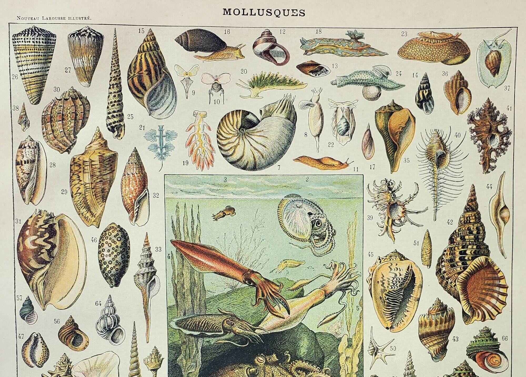 Old engraving 1898, Mollusk, shell, fish • Lithograph, original illustration