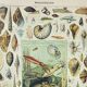 Old engraving 1898, Mollusk, shell, fish • Lithograph, original illustration