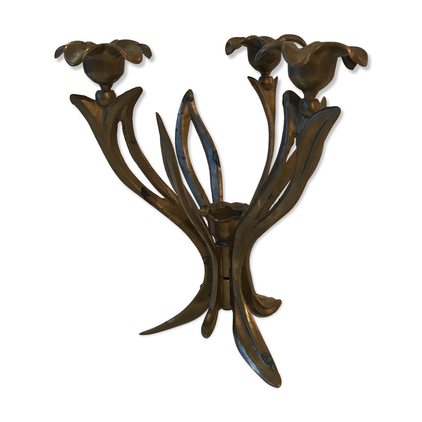 Candlestick lily flowers