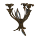Candlestick lily flowers