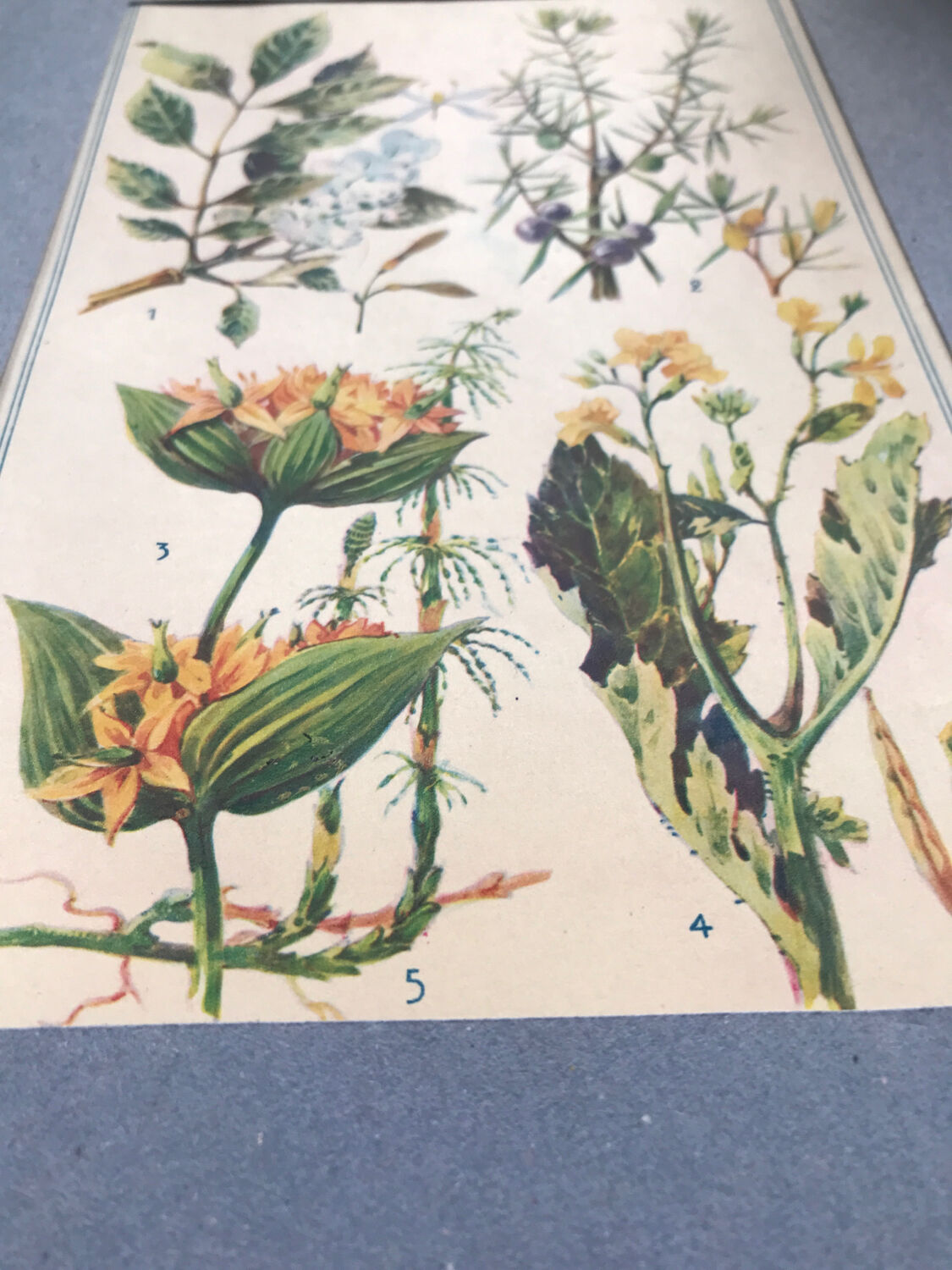 Original vintage botanical board n X