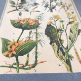 Original vintage botanical board n X