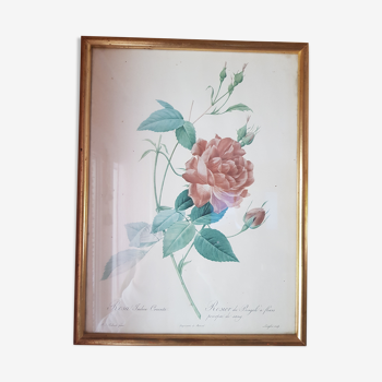 Gravure vintage botanique roses