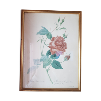 Gravure vintage botanique roses