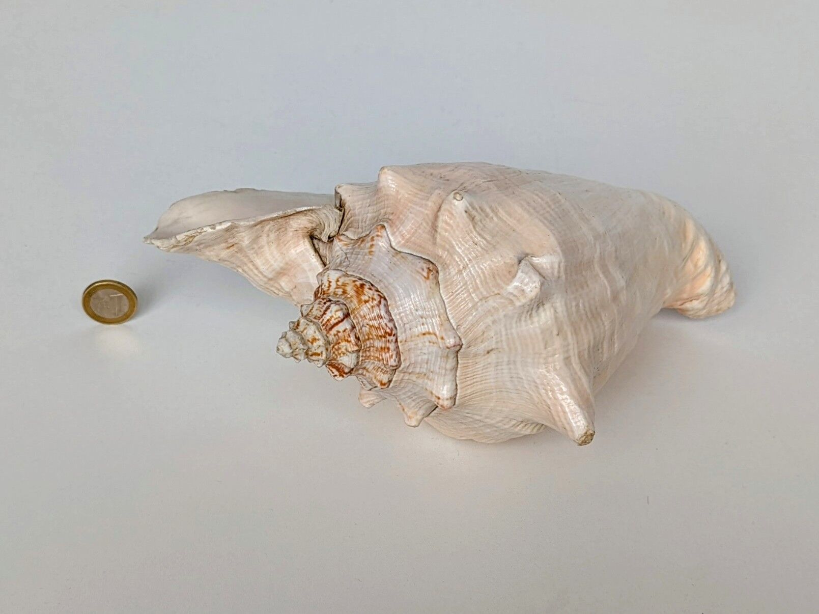 Pink shell, conch, stombus gigas, pink conch