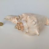 Pink shell, conch, stombus gigas, pink conch