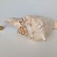Pink shell, conch, stombus gigas, pink conch