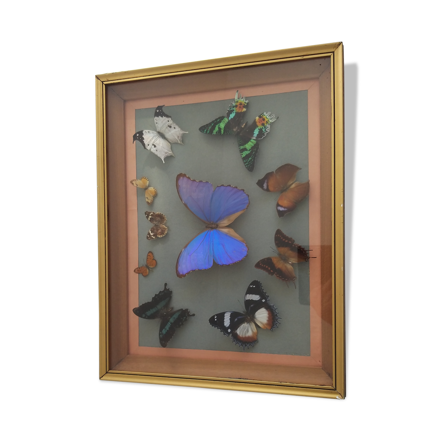Frame 10 naturalised butterflies