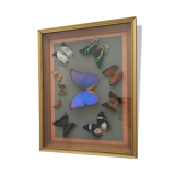 Frame 10 naturalised butterflies
