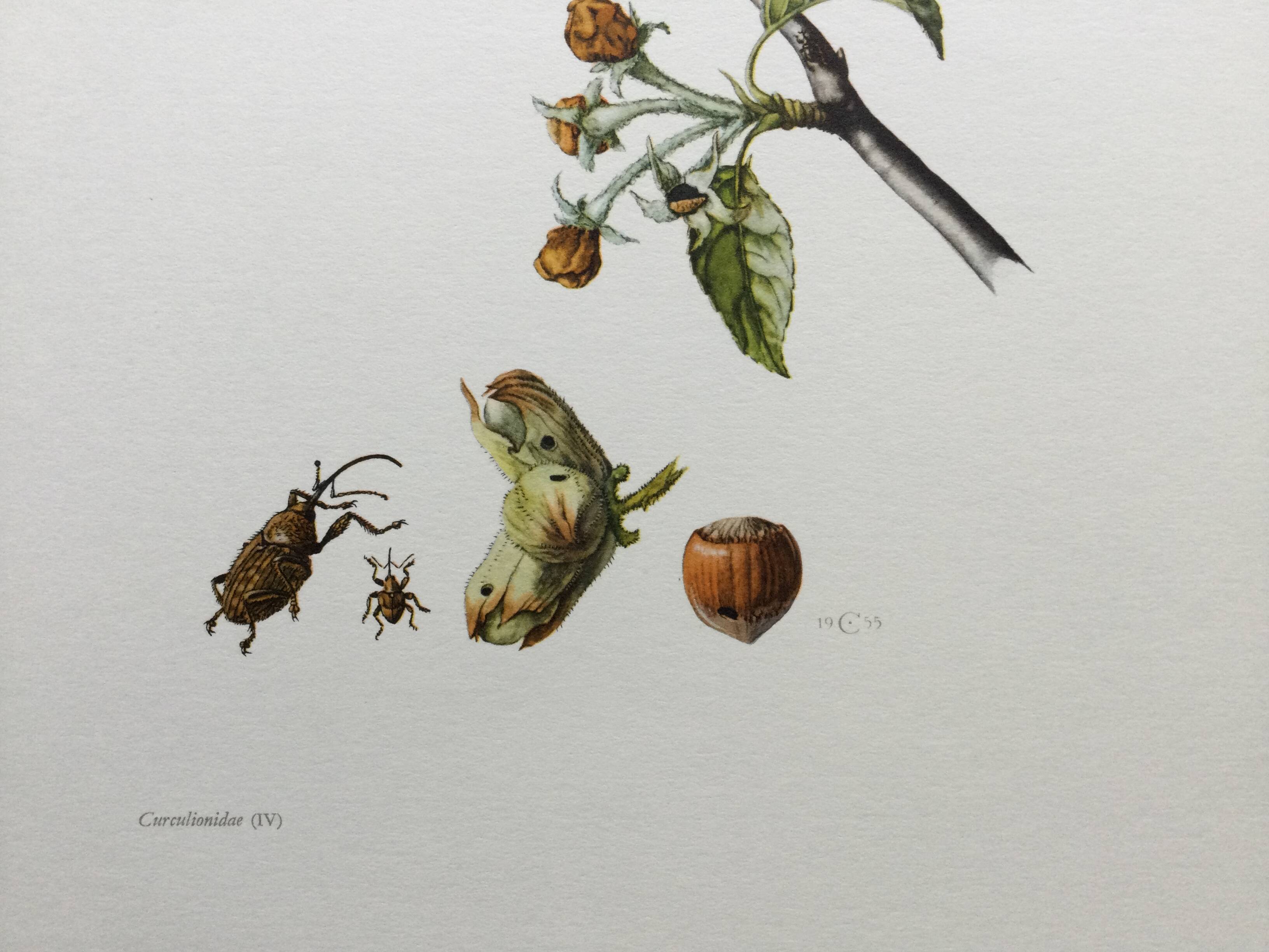 Old illustration "insects", 1960s.