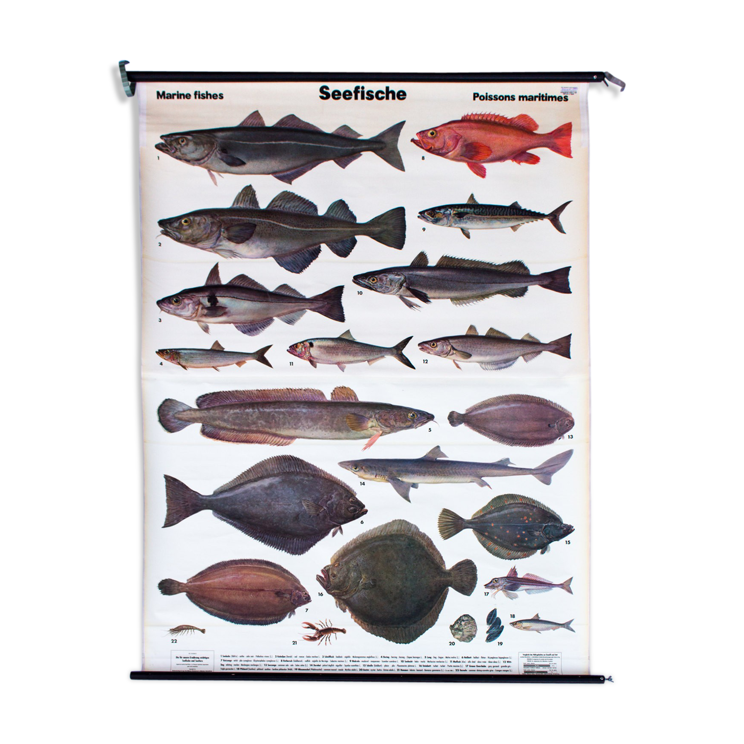 Displays educational marine fish