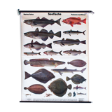 Displays educational marine fish