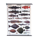 Displays educational marine fish