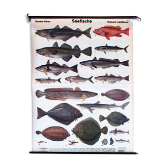 Displays educational marine fish