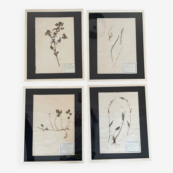 Set of 4 large frames of old botanical herbarium boards