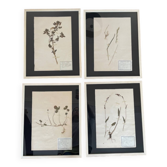 Set of 4 large frames of old botanical herbarium boards