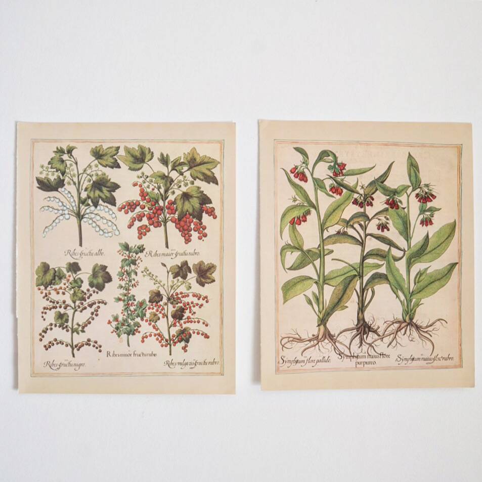Planches herbier ancien