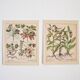Planches herbier ancien