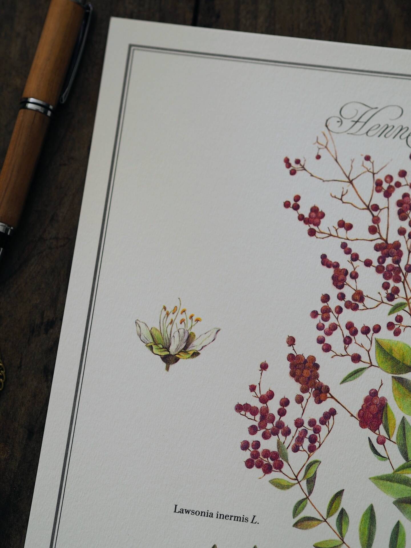 Henna, printed illustration from 1986. Vintage Botany. 24X31cm