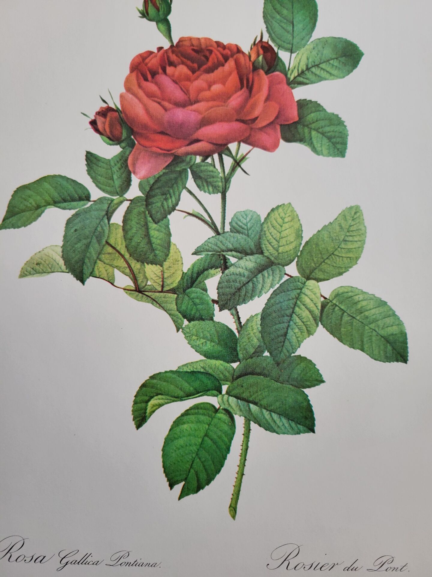 Planche botanique Rosier du Pont , P.J. Redouté 1960
