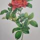 Planche botanique Rosier du Pont , P.J. Redouté 1960