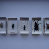5 insectes inclusion résine vintage