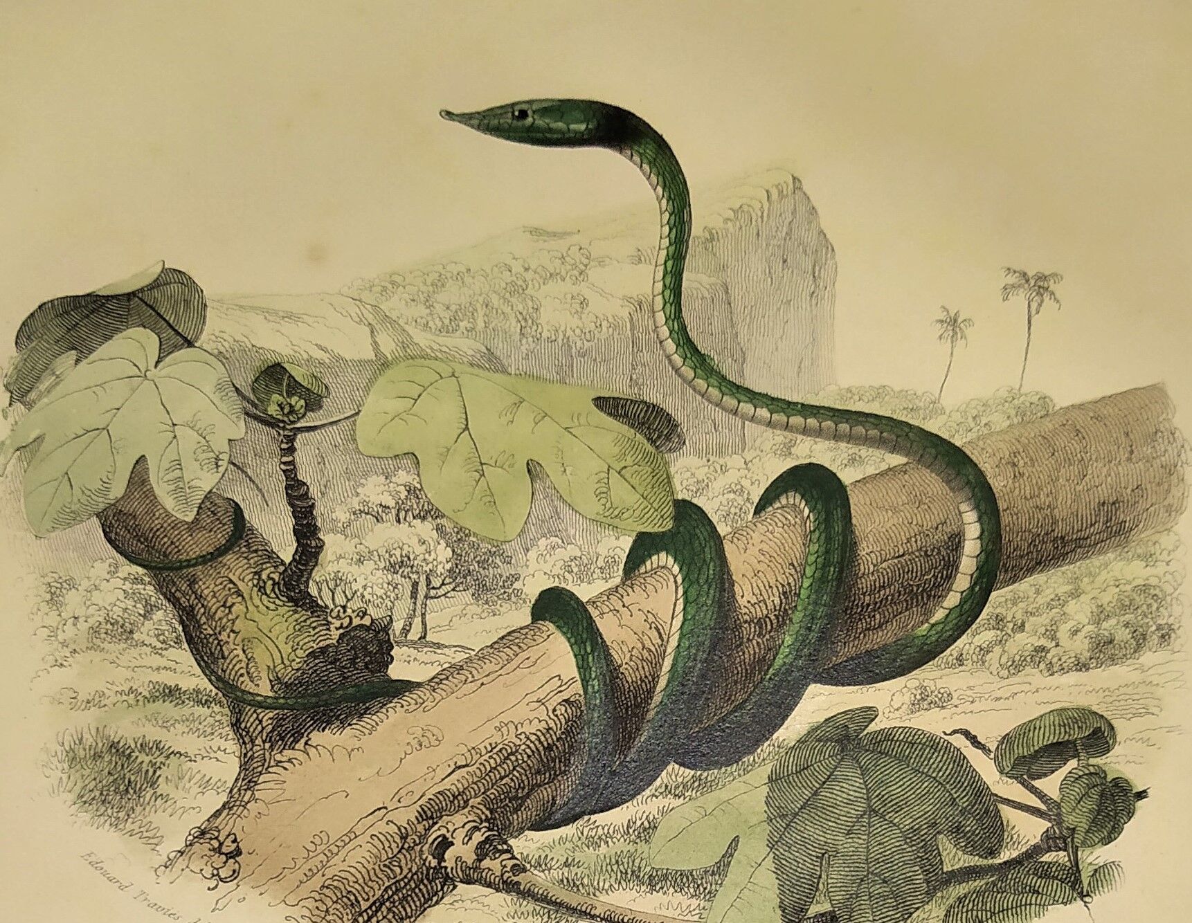 Original zoological plate of 1839 "saurian" nasic,....