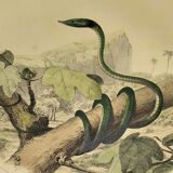 Original zoological plate of 1839 "saurian" nasic,....