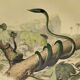 Original zoological plate of 1839 "saurian" nasic,....