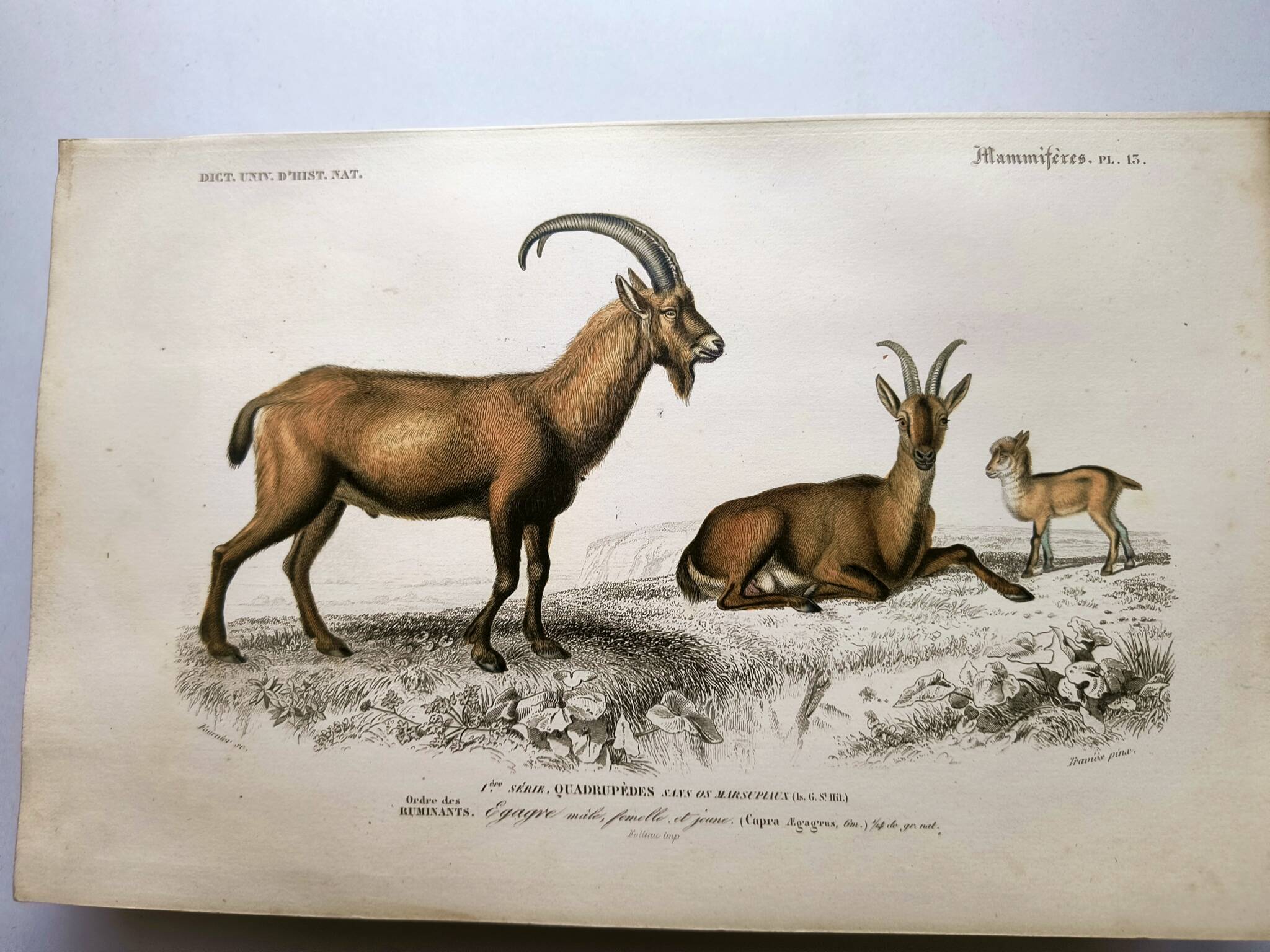 Old engraving from 1849. Egagre by E.Travies. Atlas of Orbigny. color