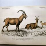 Old engraving from 1849. Egagre by E.Travies. Atlas of Orbigny. color