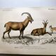 Old engraving from 1849. Egagre by E.Travies. Atlas of Orbigny. color