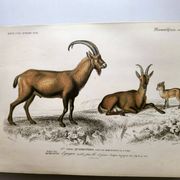 Old engraving from 1849. Egagre by E.Travies. Atlas of Orbigny. color