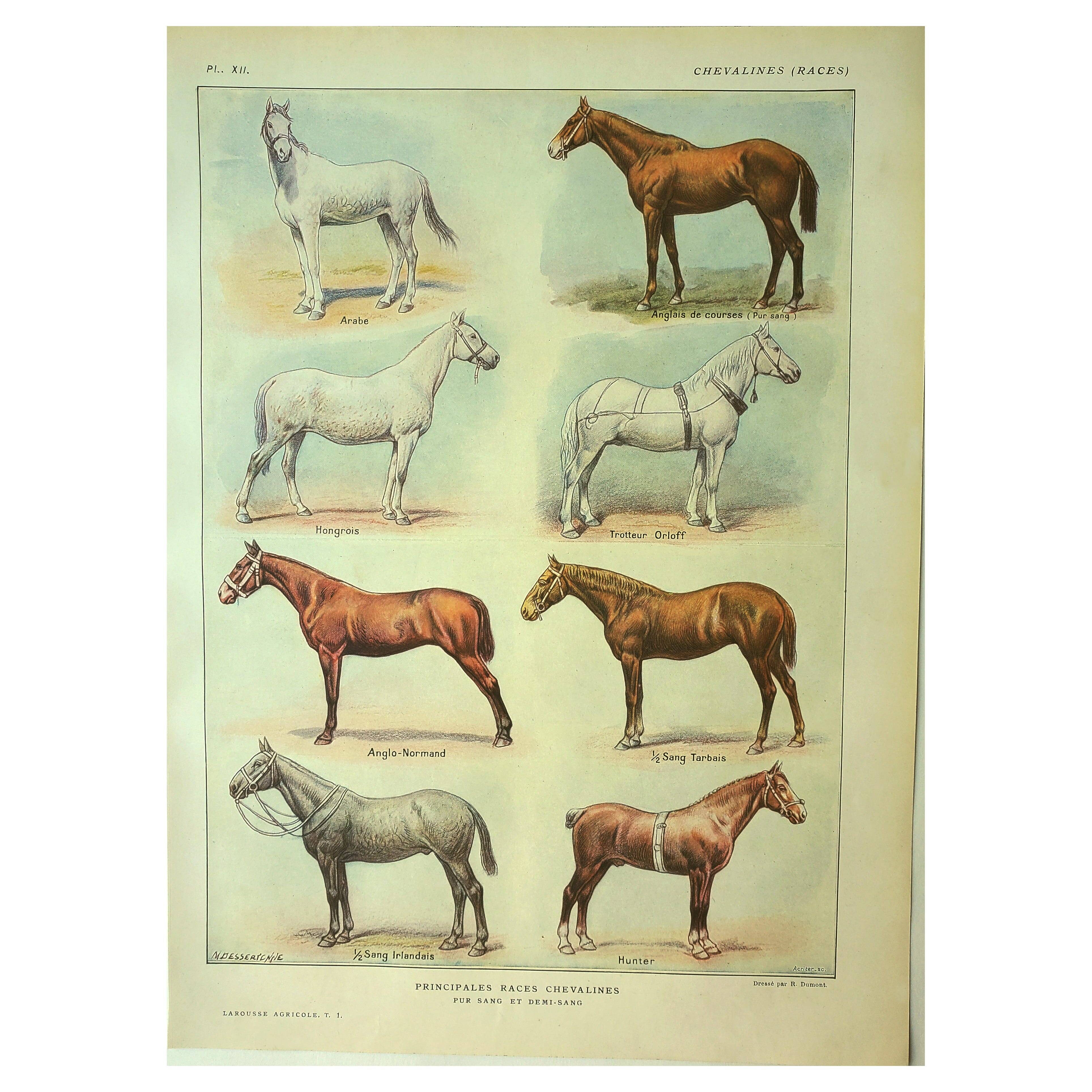 Antique engraving 1921 - Horse Breed (1) by Dessertenne. Plate of a horse
